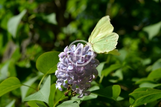 Lilac flowers