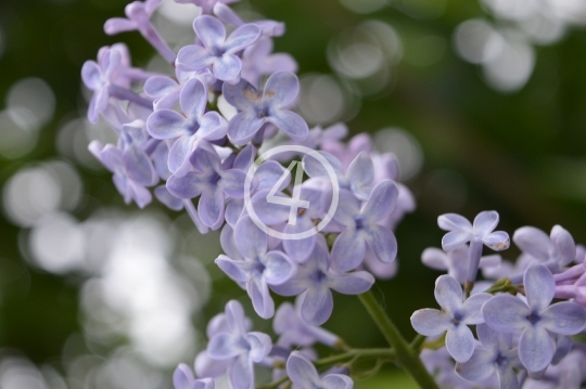 Lilac flowers