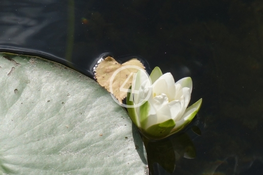 Lily pad