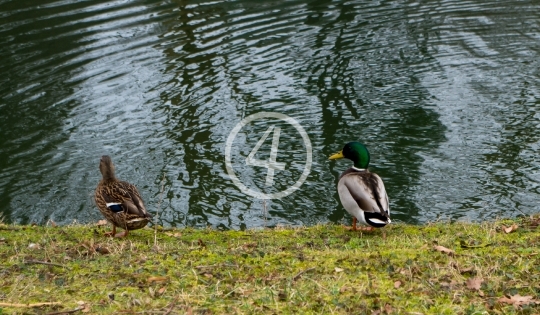 Male-female duck