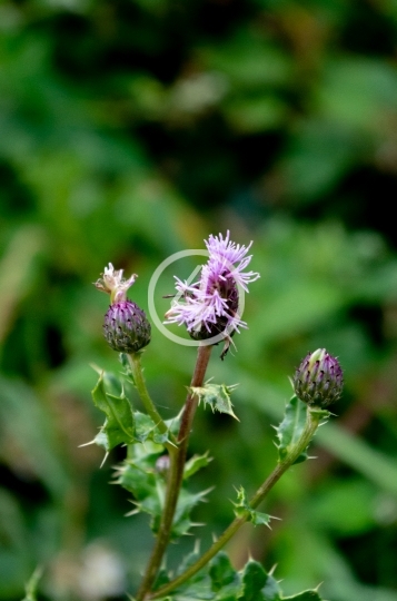 Milk thistle 