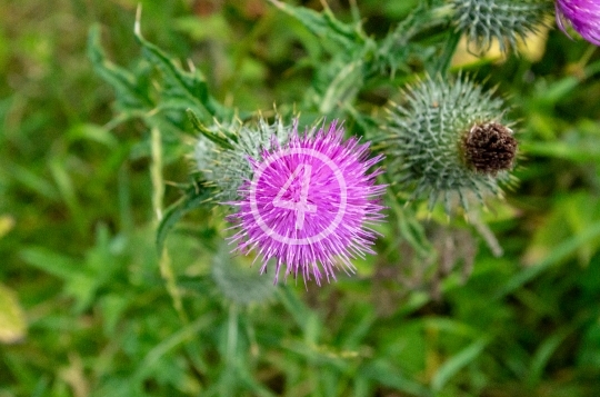 Milk thistle 1