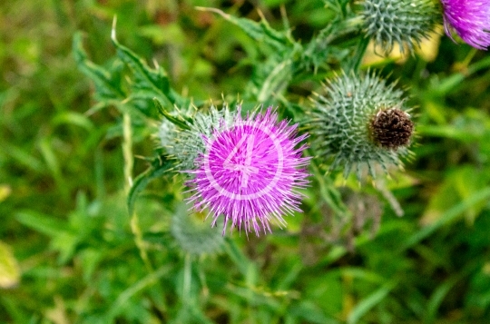 Milk thistle 2