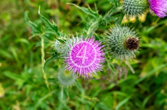 Milk thistle 3