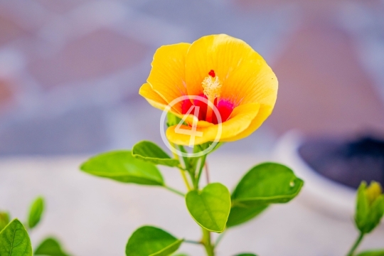 Multi color flower