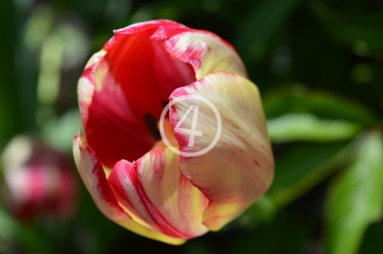 Multi color flowers