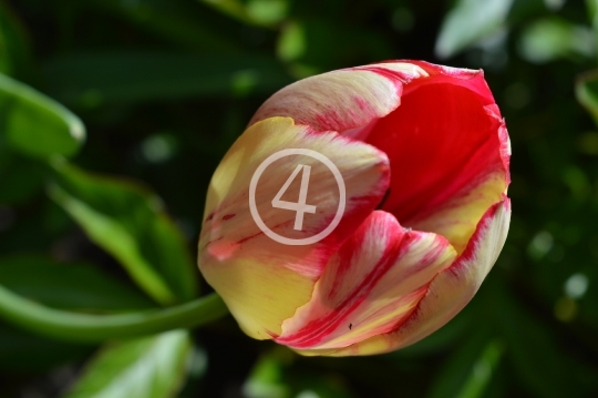 Multi color flowers