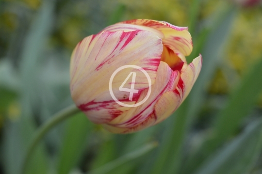 Multi color flowers