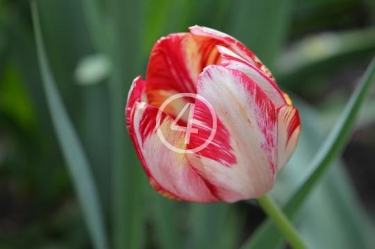 Multi color flowers