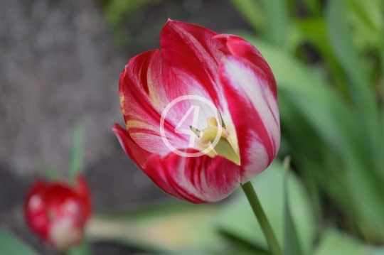 Multi color flowers