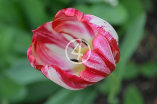 Multi color flowers