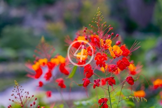 Multi-color flowers