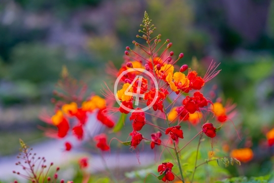 Multi-color flowers