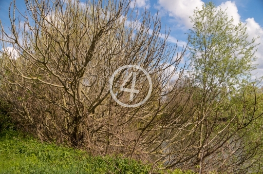 Nature tree buds