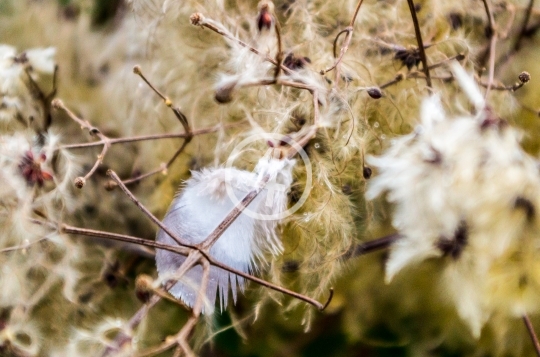 Nature tree seeds