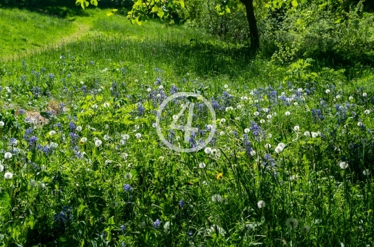 Natures green fields 2