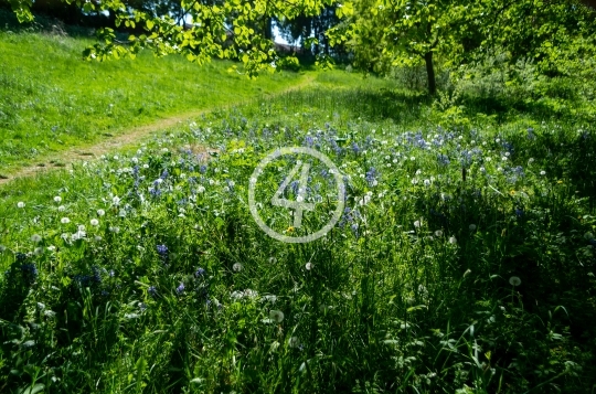 Natures green fields 8