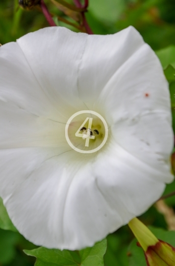 Natures white cup 