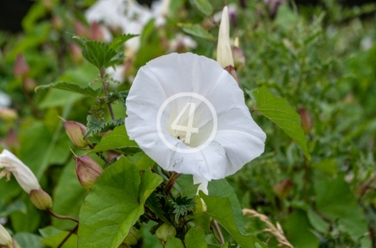 Natures white cup 5