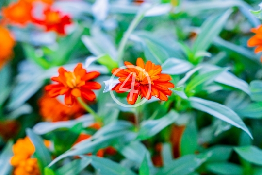 Orange flower bloom