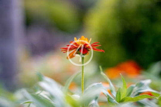 Orange flower bloom 2