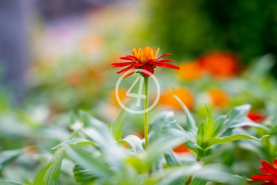 Orange flower bloom 3