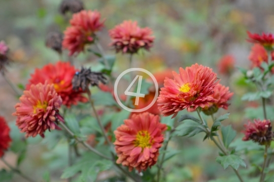 Orange flowers