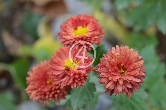 Orange flowers