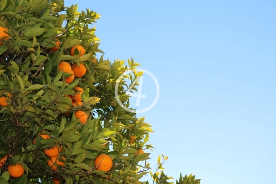 Orange tree