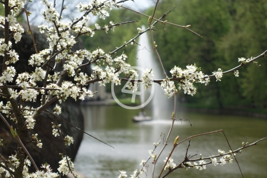 Park pond water fountain 