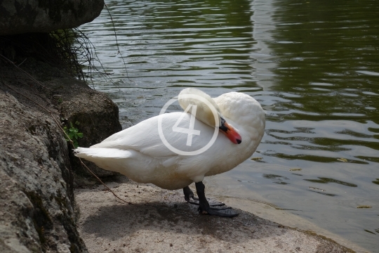 Park swan