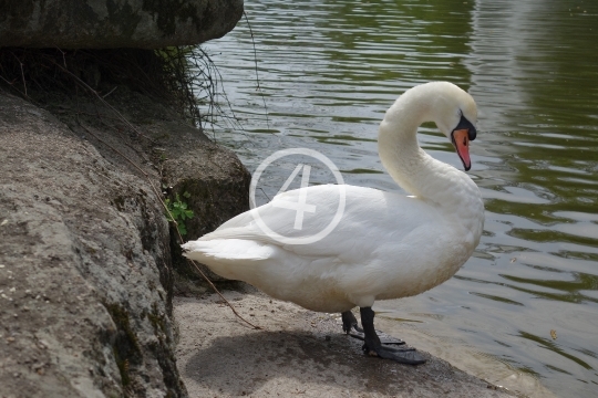 Park swan