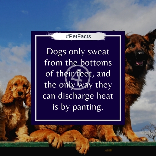 Pet Facts Quotes