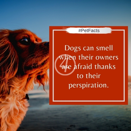 Pet Facts Quotes