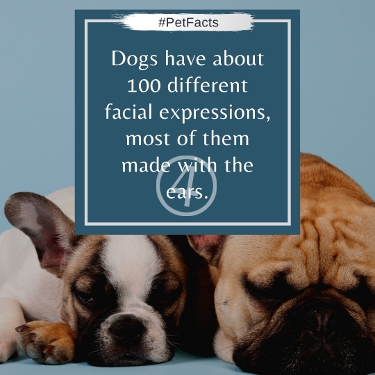 Pet Facts Quotes