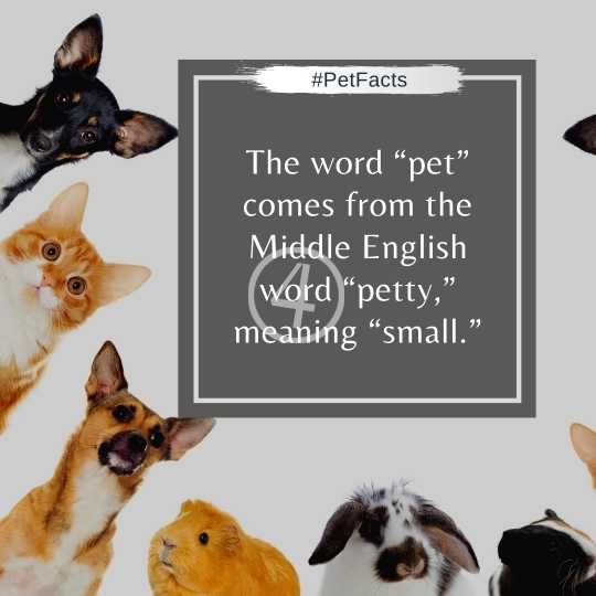 Pet Facts Quotes