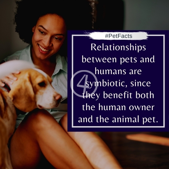 Pet Facts Quotes