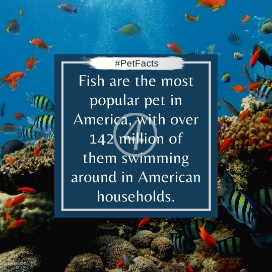 Pet Facts Quotes