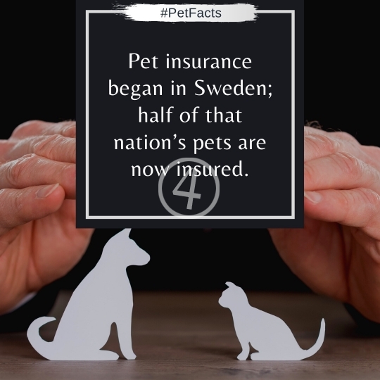 Pet Facts Quotes