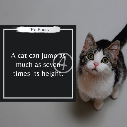 Pet Facts Quotes