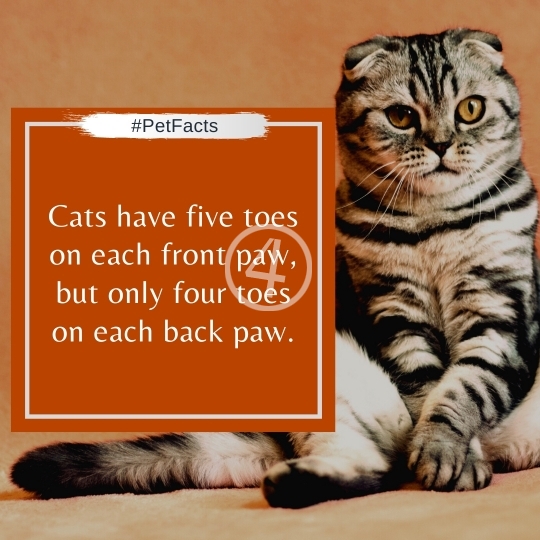 Pet Facts Quotes