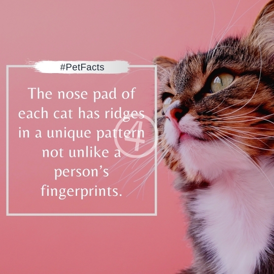 Pet Facts Quotes