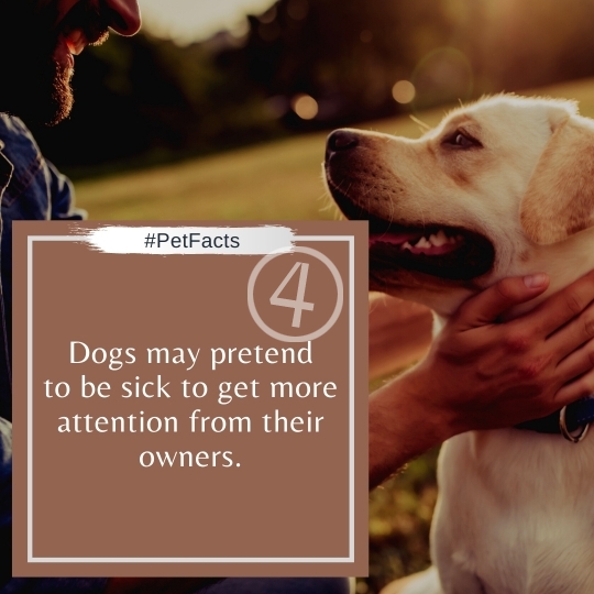 Pet Facts Quotes