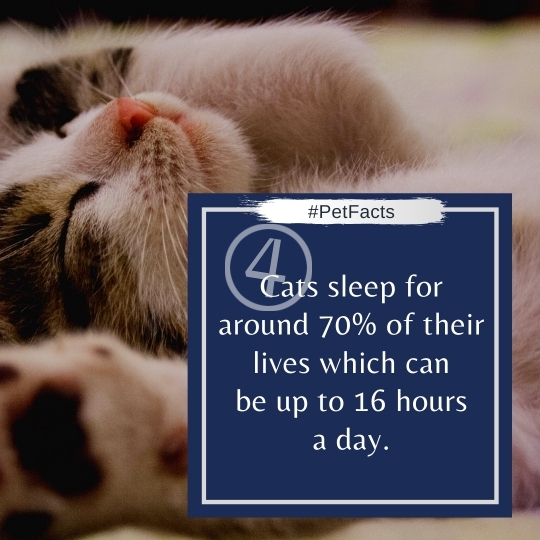 Pet Facts Quotes