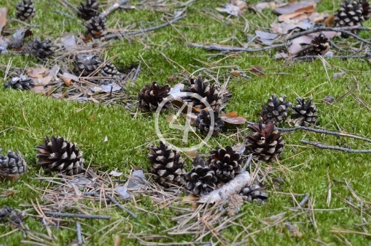 Pinecones 