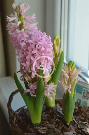 Pink flowers