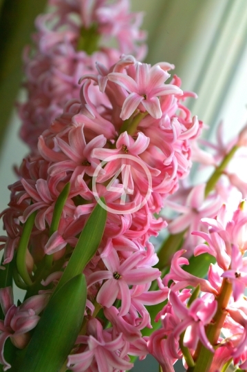 Pink flowers