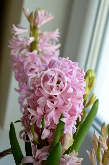 Pink flowers