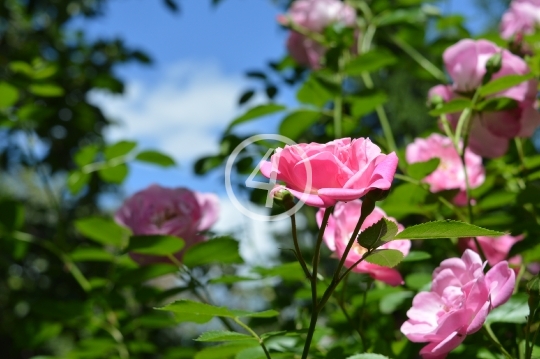 Pink flowers