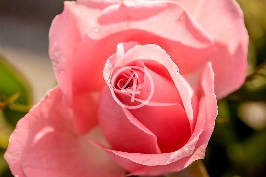 Pink rose